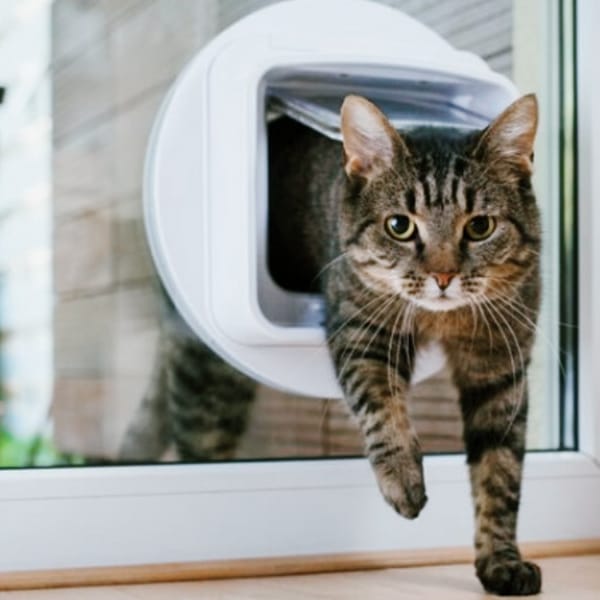 Chatiere fenêtre PVC